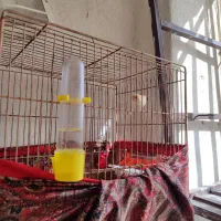 قناری مزایای