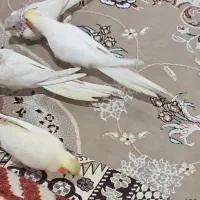 چهارتاعروس هلندی