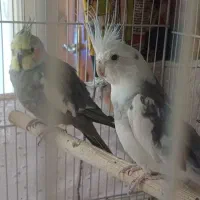عروس هلندی
