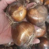 پیاز گل نرگس