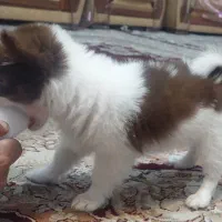 توله سگ