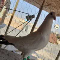 دم دار عتیقه