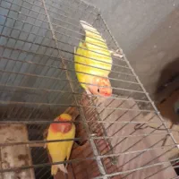 طوطی برزیلی