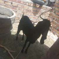 گوسفند نسل دار شیری