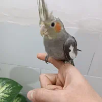 جوجه عروس هلندی نیمه دستی