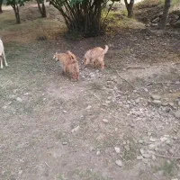 بزغاله