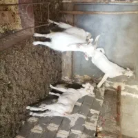 3راس بزغاله سانن