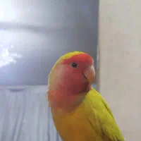 طوطی برزیلی