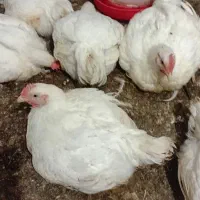 مرغ گوشتی سفید
