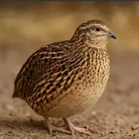 بلدرچین فروشی
