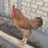 فروش خروس محلی چاق