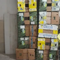 کارتن موز