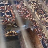 سهر جنگلی رام رام