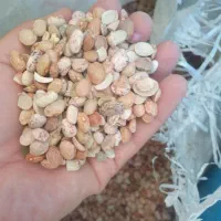 لوبیا