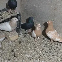 کبوتر