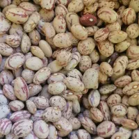 لوبیا چیتی