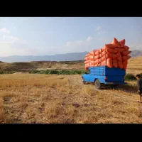 کاه وکلش