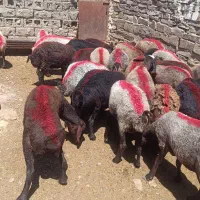 میش کاور تقلی تعداد 30تا