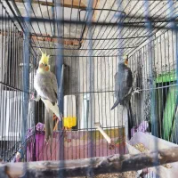 یک جفت عروس هلندی