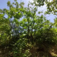 گیلاس درجه یک