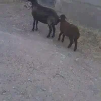 میش و بره یکماه نیمه نر سالم سرحال