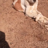 طوله سگ|سگ|فریمان, |دیوار