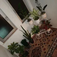 گل طبیعی