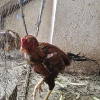 خروس لاری