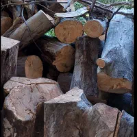 هیزم‌ چوب درختی درجه ۱