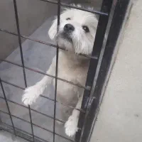 سگ تریر مهربون