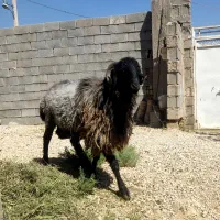 میش قوچ ملحه قلمه
