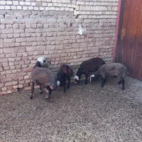 بره نره پرواری