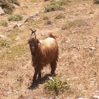کهره. دوبر .چپش