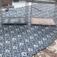 چهار عدد قفس قناری