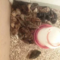 جوجه مرغ گلپایکان