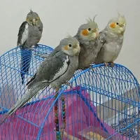 ۴ تا عروس هلندی