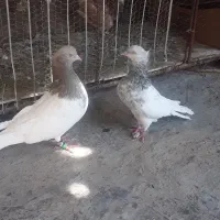 ۱۰ تا کبوتر رنگی ارزان