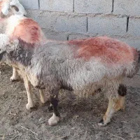 ۳قوچ بختیاری و شیرازی لاغر کلی  هرراس۴۲۵۰۰اسفدن