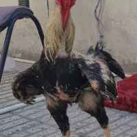 خروس لاری  اصیل