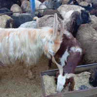 میش بز. قوچ . دوبر. کوه ماده .