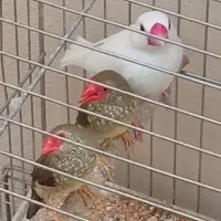 فنج|پرنده|کرمانشاه, |دیوار