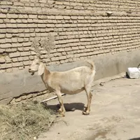 دورگه سانن|حیوانات مزرعه|رفسنجان, |دیوار