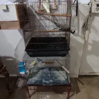 عروس هلندی و مرغ عشق