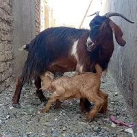 بز شیرا و بز کشتاری