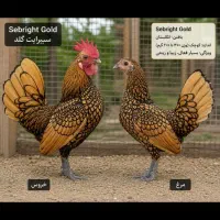 تخم نطفه دار.سیبرایت.ویاندوت. برهما. ایام سمانی