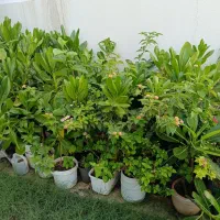 گل طبیعی|گل و گیاه طبیعی|کیش, |دیوار