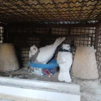 کبوتر طوقی