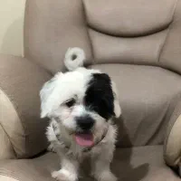 واگذاری سگ آپارتمانی