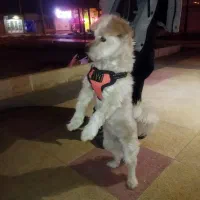 یک سگ حوالی خیابان عباسیه پیداه شده