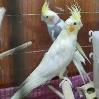 لوتینو ماده